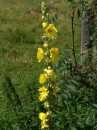 Koenigskerze - Verbascum phlomoides * 685 x 912 * (242KB)